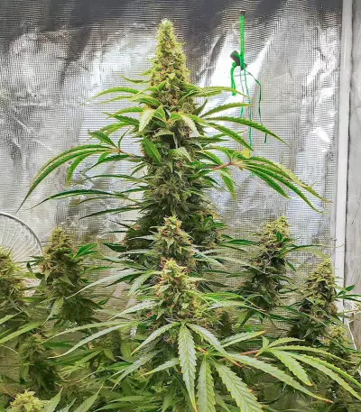Gorilla Purple Seeds (EGS)