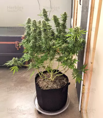 Gorilla SFV OG (Expert Seeds) feminized seeds