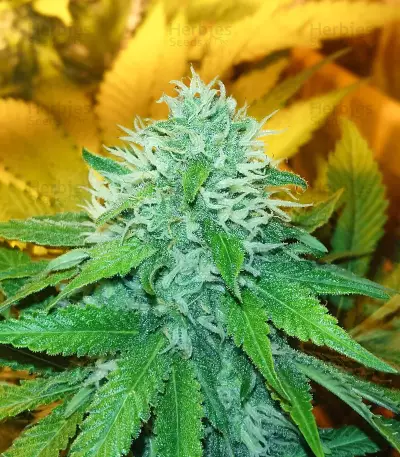Graines de cannabis Green Ninja (Heavyweight Seeds)