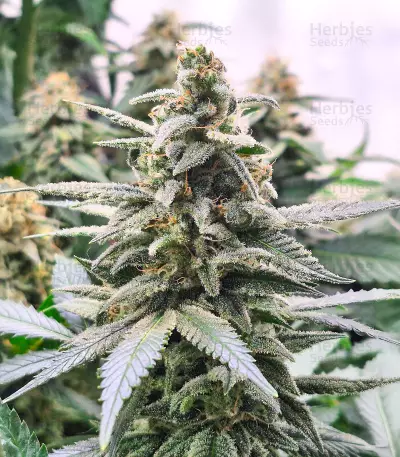 Kalimist (Herbies Seeds)