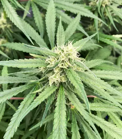 Lemon Skunk (Herbies Seeds)