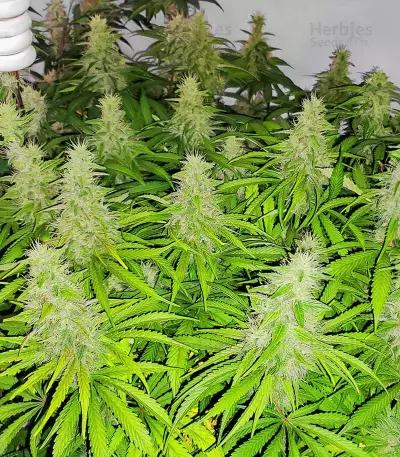 เมล็ด Mandarin Thuggee (AlphaFem Seeds)