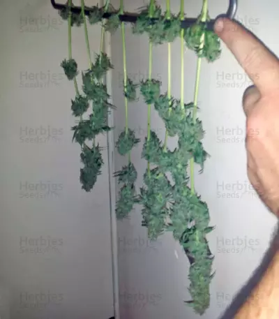 Northern Lights Auto feminized seeds (Green House Seeds)