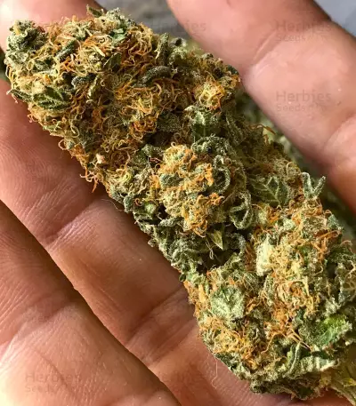 Orange Sherbert Seeds