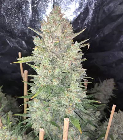 Original Auto OG Kush Seeds