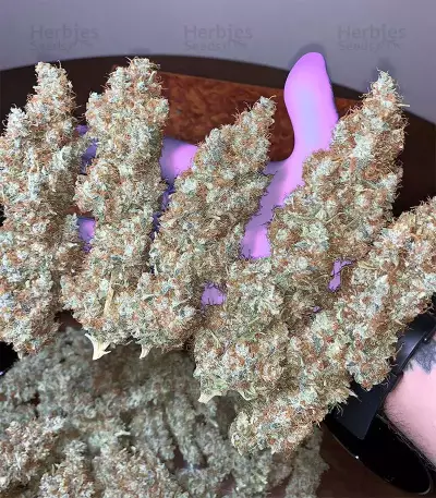 Acapulco Gold Seeds