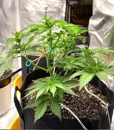 Alaska Thunderfuck Auto Seeds