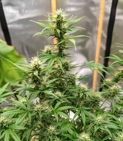 Alaska Thunderfuck Auto Seeds