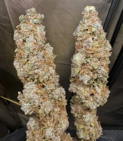 Auto Frozen Biscotti Seeds (Dutch Passion)
