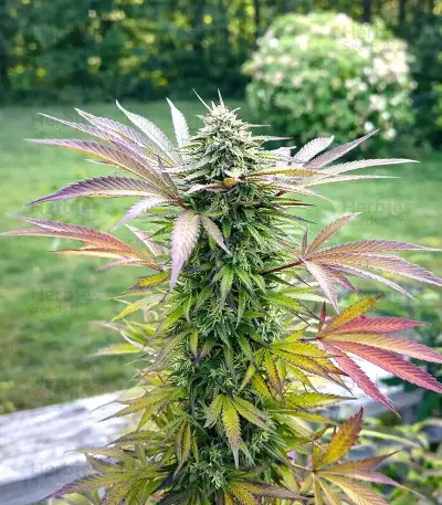 Cloud Walker Seeds