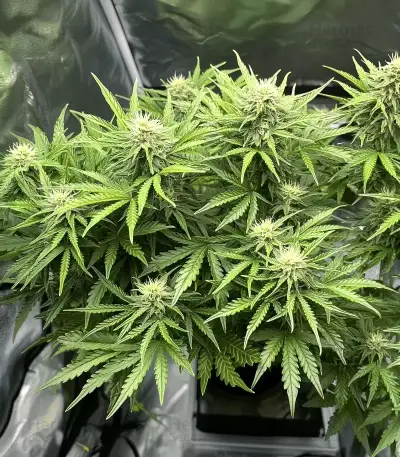Cookies Kush Auto Seeds