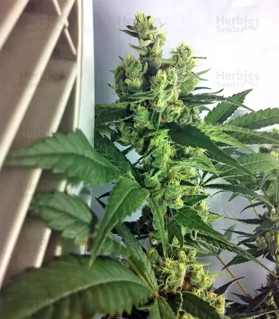 Graines de cannabis DJ’s Gold (DNA Genetics)