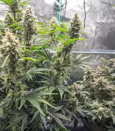 Double Grape Auto Seeds