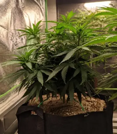Durban Poison Seeds (Barney's Farm)