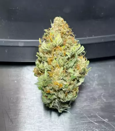 Semillas Feminizadas Florida Sunrise Autoflower (Seedkeepers)