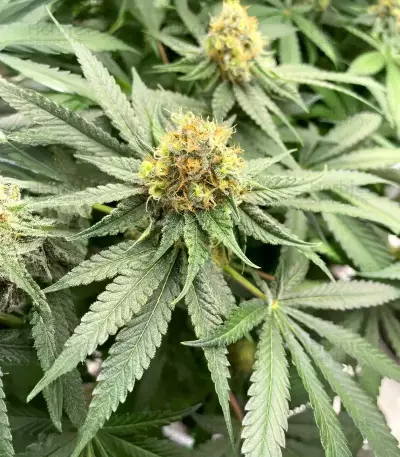 G13 Genius Seeds (Brothers Grimm Seeds)