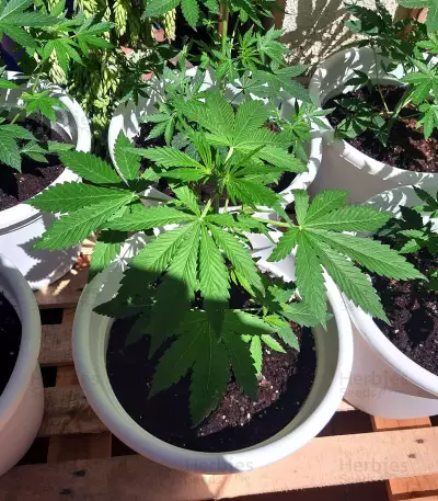 Semi Femminizzati Gelato Auto (Fast Buds)