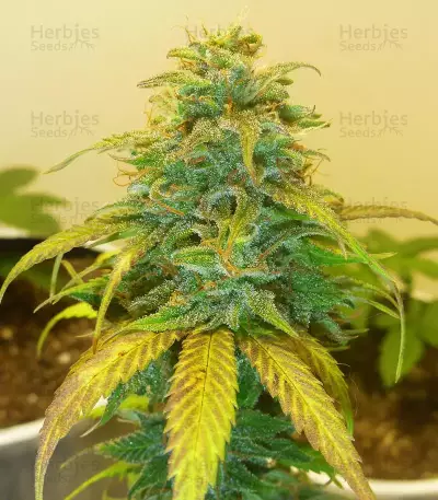 Gorilla Glue Auto (Auto Seeds)