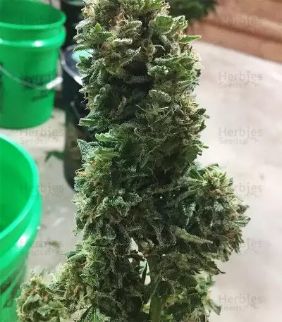 Semillas feminizadas GG#4 Original Glue Auto (Original Sensible Seeds)