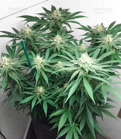 Girl Scout Cookies Fast Version (Herbies Seeds)