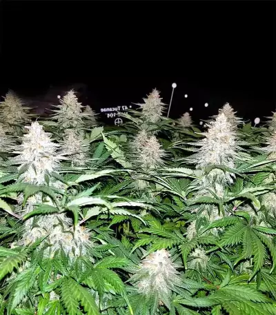 Graines de cannabis Grandaddy Black (Original Sensible Seeds)