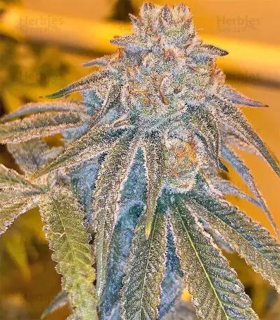 Grandaddy Purple feminized seeds (Big Head Seeds)