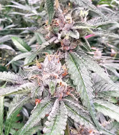 Grandaddy Purple feminized seeds (Big Head Seeds)