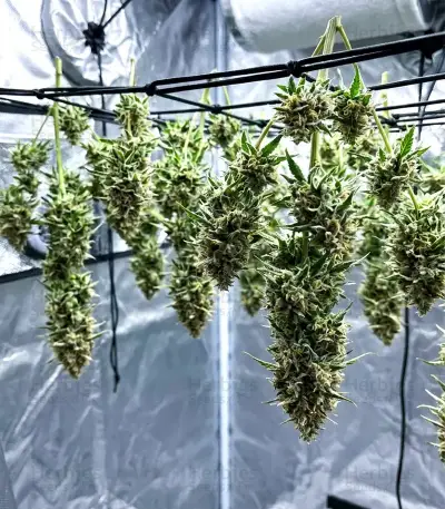 Jumping Jack Dash Auto feminized seeds