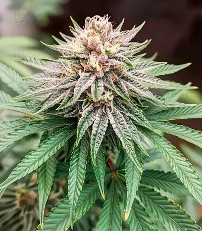 Lemon Orange Seeds