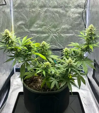 Mokum's Tulip Auto Seeds