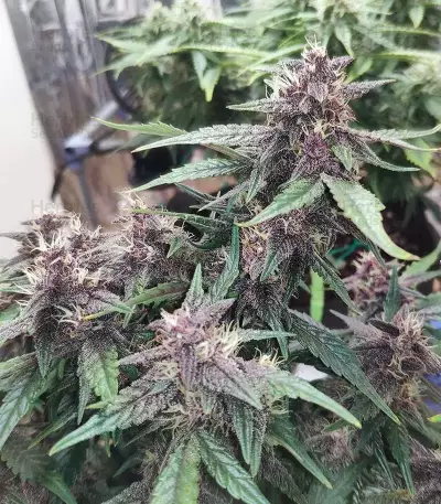 Narco Purps Auto Seeds