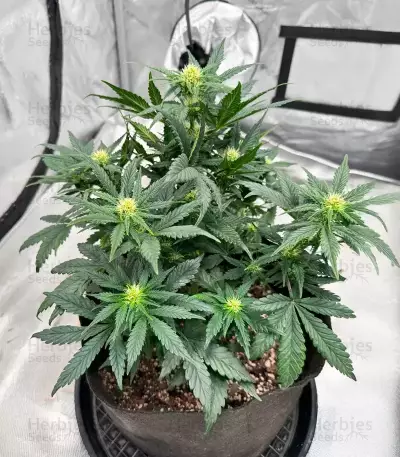 OG Kush Auto (Ethos Genetics)