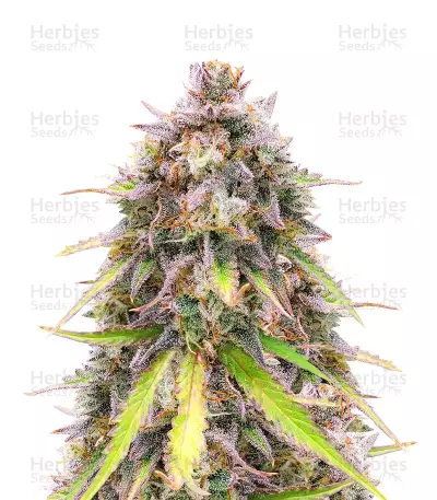 Graines de cannabis Original Auto Sour Diesel (Fast Buds)