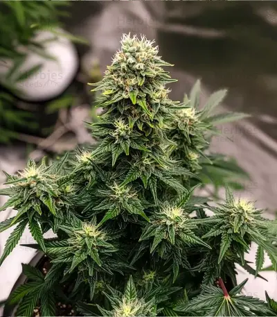Original Blueberry Auto Seeds