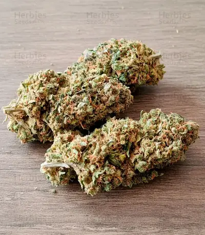 Papi Chulo OG Fem Seeds