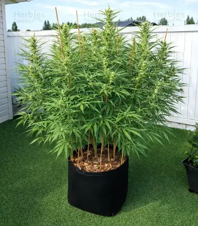 Peanut Butter Breath Auto Seeds