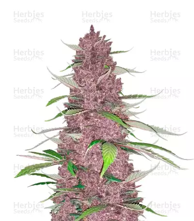 Purple Juice Auto Feminized Seeds (Herbies Seeds)