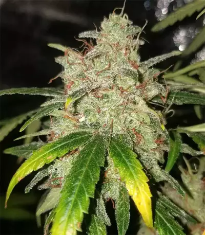 Purple Punch Auto Seeds