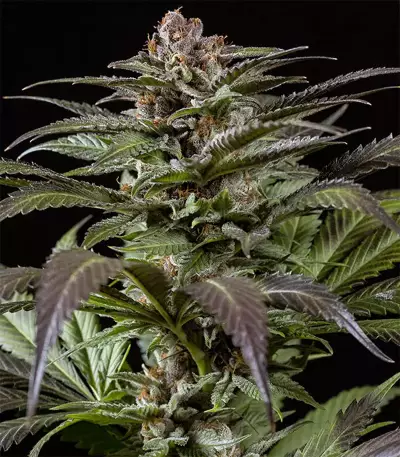 Purps #1 Seeds
