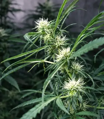 Shamanic Haze feminized seeds