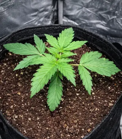 Sour Kush Auto Seeds