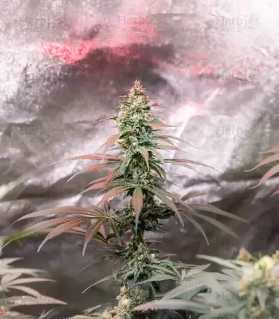 Super Boof Auto Seeds