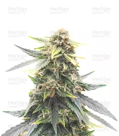 Super Orange Haze Auto เมล็ดพันธุ์สตรี (Mephisto Genetics)