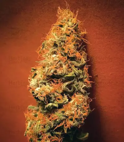 Sweet Amnesia Seeds