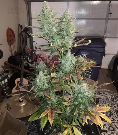 THC Bomb Auto (Bomb Seeds)