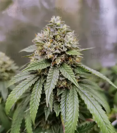 Triple G (RQS)