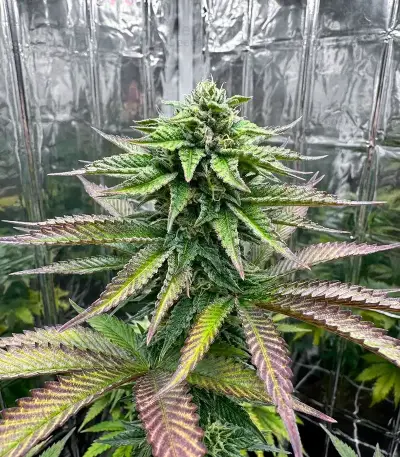 Z feminized seeds (Big Head Seeds)