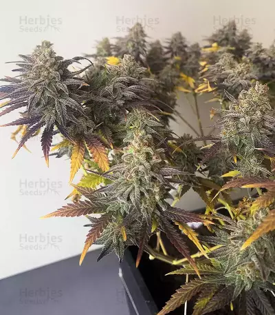 Zkittlez Fast Version (Herbies Seeds)