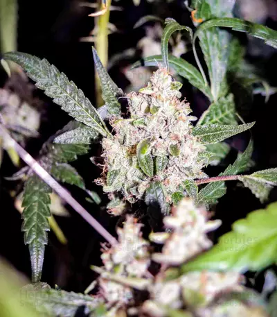 Sugar Bomb Punch feminized seeds