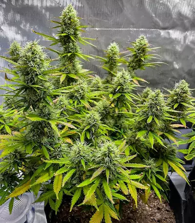 Wedding Cake Autoflower Feminized Seeds (EGS)